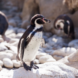 Nieznany drapieżnik zabił pingwiny w zoo w Emmen