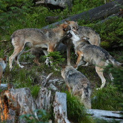 Brutalny atak wilka w rezerwacie Den Treek