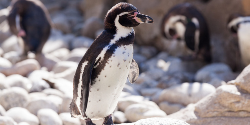 Nieznany drapieżnik zabił pingwiny w zoo w Emmen