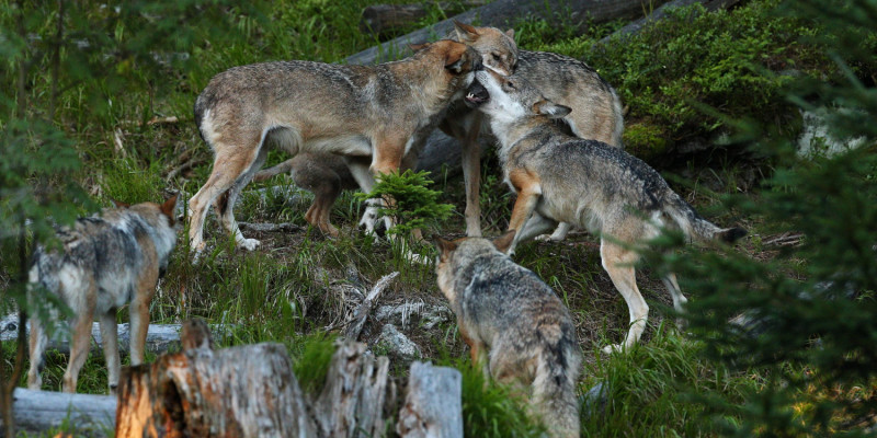 Brutalny atak wilka w rezerwacie Den Treek